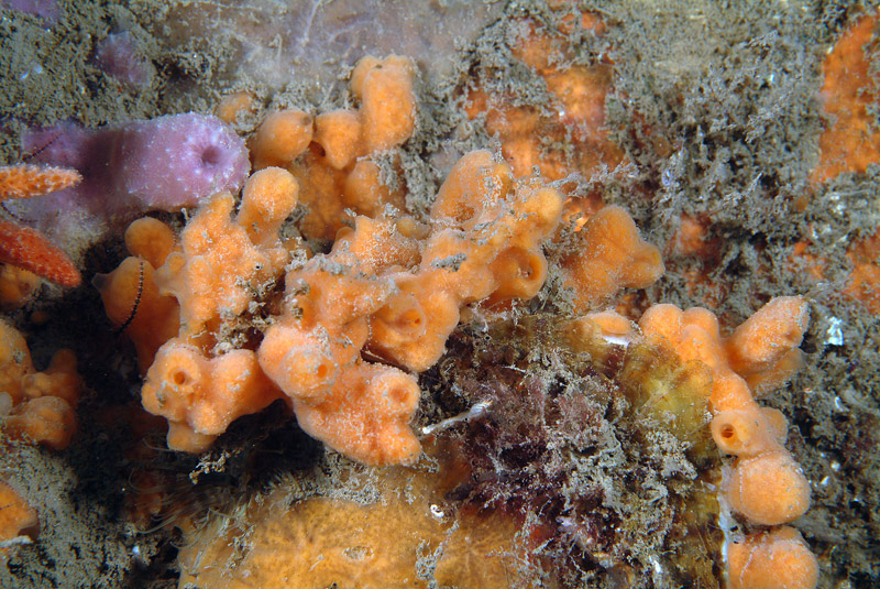 Haliclona ?
